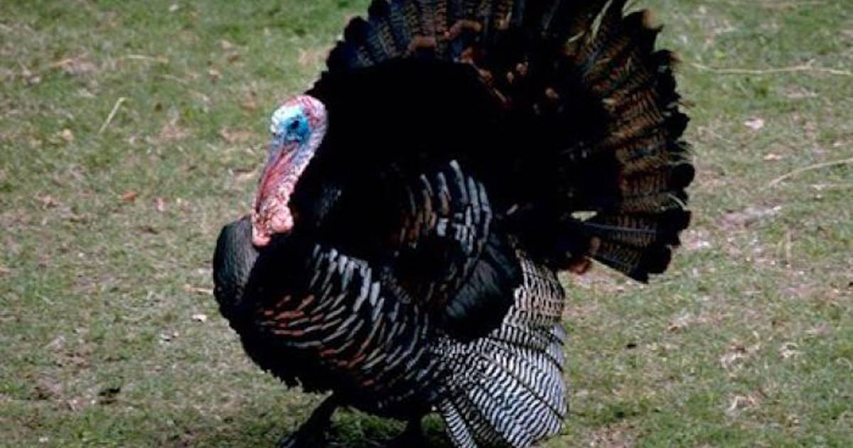 Iowa spring turkey season is right around the corner Newton Daily News