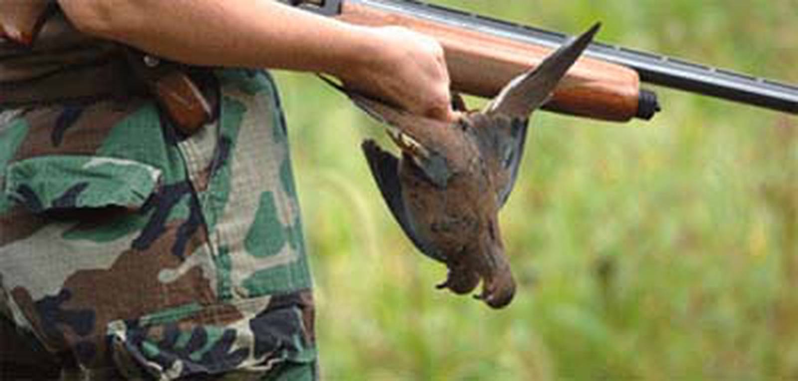 Iowa DNR says dove hunting growing in popularity Newton Daily News