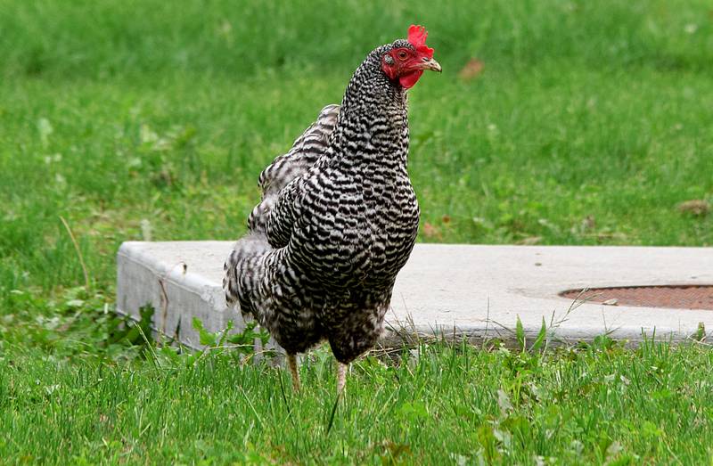 Newton citizens who live on one-acre parcels are able to keep four chickens on their property at a time. Rising egg prices have prompted a resident to request the ordinance be changed to allow smaller parcels access to livestock animals.