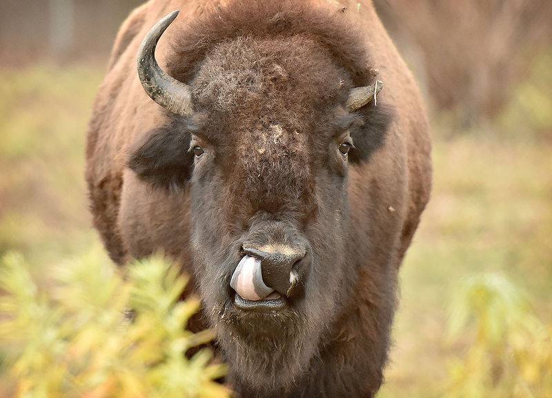 Bison are an integral part of the habitat management practices at Neal Smith National Wildlife Refuge.
