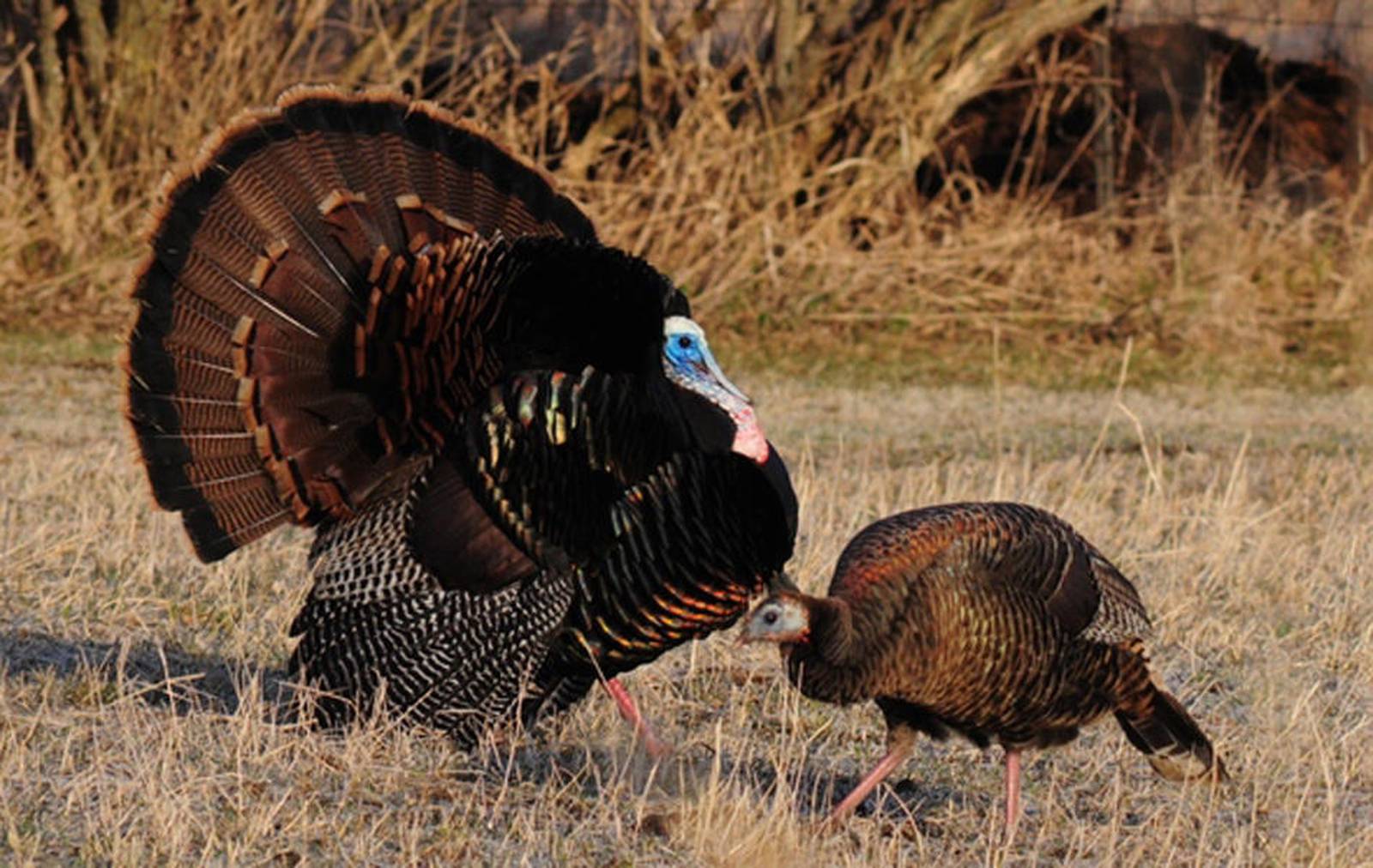 Iowa’s spring turkey hunting season is right around the corner Newton
